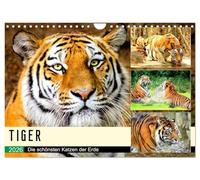 Tiger. Die schönsten Katzen der Erde (Wandkalender 2026 DIN A4 quer), CALVENDO Monatskalender: Das sind aber große Miezekatzen!