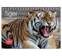 Tiger. Gestreift, wild und schön (Tischkalender 2026 DIN A5 quer), CALVENDO Monatskalender: Gestreifte Kraftpakete in vollendeter Schönheit