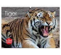 Tiger. Gestreift, wild und schön (Wandkalender 2026 DIN A2 quer), CALVENDO Monatskalender: Gestreifte Kraftpakete in vollendeter Schönheit