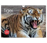 Tiger. Gestreift, wild und schön (Wandkalender 2026 DIN A4 quer), CALVENDO Monatskalender: Gestreifte Kraftpakete in vollendeter Schönheit