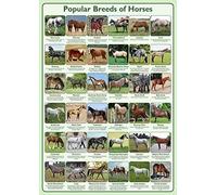 Tiger Moon The Tiger Moon Trading Company Ltd Poster con razze popolari di cavalli, decorazione per aule, insegna e impara informazioni, carta laminata, formato A2, 42 x 59,4 cm