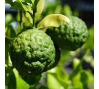 tiglio - Citrus hystrix letto elevato bonsái saporoso di interni limas colonnari Letti elevati per giardino colonnari semi di 100pcs