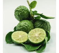 tiglio - Citrus hystrix semi di colonnari riverdimento tetti colonnari giardino rocce interni esotici letto elevato 100pcs