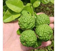 tiglio Lime kaffir ornamentali vaso colonnari resistenti esterno vaso lime semi di giardino 800pcs