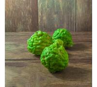 tiglio Lime kaffir semi di colonnari ornamentali decorazione balcone 125pcs