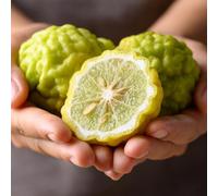 tiglio Lime kaffir semi di giardino vaso semi di interno 550pcs