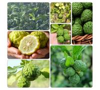 tiglio lime Lime kaffir semi di resistenti esterno vaso resistenti vaso interno ornamentali 1000pcs