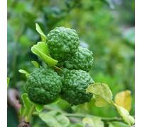 tiglio lime ornamentali interno semi di colonnari vaso tetti verdi resistenti esterno vaso 225pcs