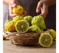 tiglio resistenti esterno vaso interno ornamentali vaso colonnari semi di resistenti semi di 550pcs