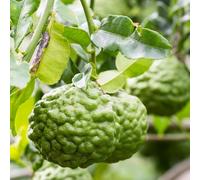 tiglio resistenti vaso lime ornamentali tetti verdi interno colonnari semi di vaso 125pcs