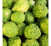 tiglio, tiglio - balcone esotico a prova d'inverno interno per zone soleggiate giardino resistenti Coltivare ver appartamento 110semi