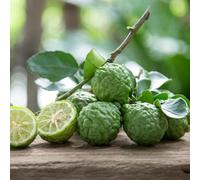 tiglio, tiglio - Coltivare ver appartamento balcone colonnari balcone esotico a prova d'inverno per gli amanti del 70semi