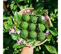 tiglio vaso resistenti esterno vaso Lime kaffir semi tetti verdi ornamentali giardino 800pcs