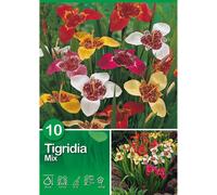 Tigridia "Mix" Mischung