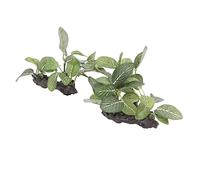 TIKATARER 2 Pezzi di Decorazioni per Piante d'acquario, Piante Artificiali di Pesci Ad Alta Simulazione, Decorazioni per Acquari in PE Sicure con Design Realistico, Ideali per Acquari, e Terrari