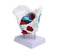 TIKATARER Modello di Bacino, Modelli Muscolari per Hospital Modello Muscolare del Pavimento Pelvico Professionale Pelvis Pelvi di Bacino Femminile per l'insegnamento dell'apprendimento