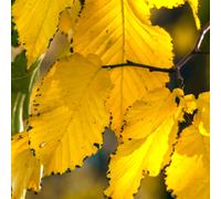 Tilia tomentosa - - tiglio argentato PIANTA