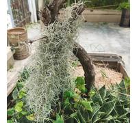 tillandsia - balcone invernale ufficio giardino Aiuole rialzate 1piante 100g
