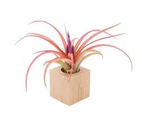 Tillandsia Brachycaulos Multiflora Viva con supporto M | Pianta aerea senza terra, Foglie verdi e morbide, Ideale per casa e ufficio, Selezione curata