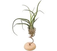 Tillandsia Caput Medusae Viva con Rope Singolo - Air Plant Naturale da Interno | Pianta Aerea Senza Terra, Facile da Curare | Decorazione Elegante per Casa e Ufficio | Idea Regalo Green