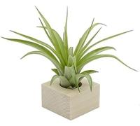 Tillandsia Multiflora Pianta Vera con Supporto Legno Naturale Essenziale S | Pianta da Interno Colorata | Design Italiano Michieli Floricoltura