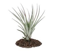 Tillandsia, pianta sfusa, grande