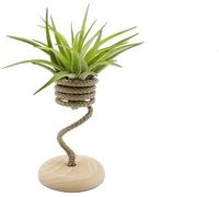 Tillandsia Velutina Viva con Rope Singolo - Air Plant Naturale da Interno | Pianta Aerea Senza Terra, Facile da Curare | Decorazione Green per Casa e Ufficio | Idea Regalo Originale