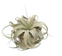 Tillandsia Xerographica S Pianta Vera | La Regina delle Piante dell'Aria | Pianta da Interno Senza Terra Argentata | Michieli Floricoltura Italia