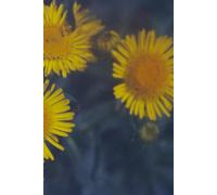 Timeless Blooms: Vintage Floral Journal Inspired by 1973's Radiant Flowers: Captivating Yellow Blossoms on Deep Blue