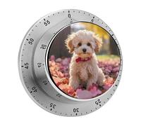 Timer rotativo meccanico per cani Maltipoo, utilizzato per la misurazione del tempo giornaliero.