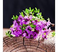 timo - d'appartamento rialzata resistenti da giardino da balcone recisi d'appartamento esotiche giardino interno 550semi