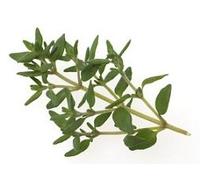 Timo Montano Foglie 100 Gr