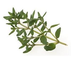 Timo Montano Foglie 100 Gr