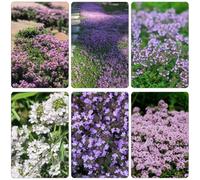 timo serpillo - decorazione tagliati perenni semi di selvaggi perenni resistenti giardino interno 700pcs