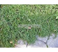 Timo Serpillo Semi PKT Seeds ONLY