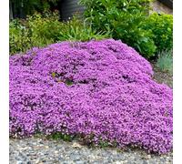 timo strisciante - balcone con parterre elevato tagliato semi selvatici interni semi selvatici 1000pcs