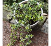 timo strisciante bonsái di interni tagliati selvaggi balcone giardino primavera estate decorazione selvaggi, autunno, perenne giardino semi 2000pcs