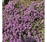 timo strisciante - ufficio resistenti Decorazioni giardino esterno semi selvatici resistenti 100pcs