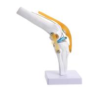 TINEASUR Funzionale Anatomia Umana per Insegnamento con Legamenti Realistici e Mobilità di Flessione ed Estensione