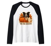 Tis The Season Border Collie Dog Autunno Autunno Zucca Spice Maglia con Maniche Raglan