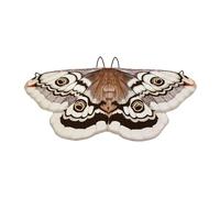 TISHITA Accessorio per Costume da Farfalla di Halloween, Mantello con, Mantello da Farfalla con Comode Cinghie per Feste di Compleanno a Tema Carnevale PE, caffè 117cm