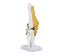 Tissting Modello di simulazione dell'articolazione del ginocchio, Anatomia medica umana 1: 1 Modello anatomico congiunta di ginocchia umana per l'insegnamento dei medici