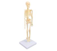 Tixiyu Modello di scheletro umano preciso, squisito modello di anatomia educativa artigianale per l'educazione scolastica, il modello scheletro scientifico per gli studenti delle scuole medie