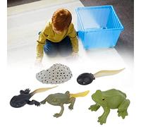 Tnfeeon Modello del Ciclo di Crescita della Rana Set Educativo in Plastica per Giovani Studenti con Fasi della Vita Uova Girini Rane Adulte Strumento Didattico Scientifico in Classe o in Casa