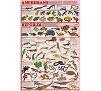 TNND - Poster decorativo da parete in metallo, motivo: anfibi e rettili, laminato, per insegnamento scolastico, in garage, 20 x 30 cm