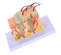 TOBBOMEY Modello Anatomico della Pelle Umana Ingrandito 35X Modello Didattico di Struttura Cutanea Sezione Trasversale Orizzontale Plastica Durevole per Insegnamento Medico e Esposizione