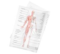 TOBBOMEY Poster Anatomia Umana in Seta Illustrazione Muscoli e Scheletro Didattico per Scuole e Laboratori Arte Murale Chiara e Pratica