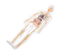 Toddmomy 1 Set giocattoli manichino simulazione di organi umani parti del corpo del corpo umano bomboniere di halloween di anatomia del cranio plastica