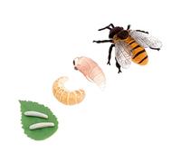 Toddmomy 1set Giocattoli Educativi Per La Crescita Delle Modelli Di Evoluzione Realistici Per Progetti Scolastici e Gioco Creativo