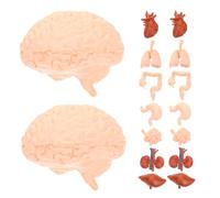 Toddmomy 2 Set Anatomia per Educativo Interattivo con Realistici Cuore Stomaco Intestini Polmoni Fegato e Risorse Didattiche Sicure per Apprendimento Montessori